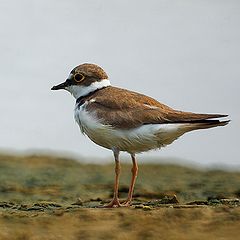 photo "Plover"