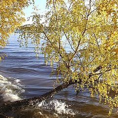 photo "pure gold of autumn ..."