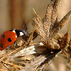 photo "макро божья коровка"