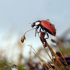 photo "макро божья коровка"