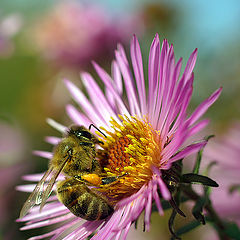 photo "пчела макро"
