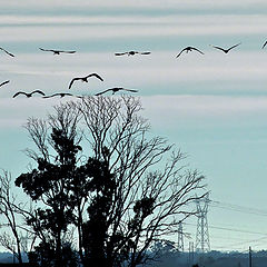 photo "THE FLIGHT"