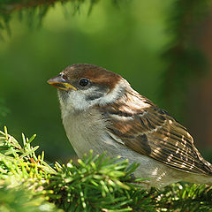 фото "Eurasian Tree Sparrow"