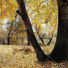 photo "Poplar Grove / Роща тополя"