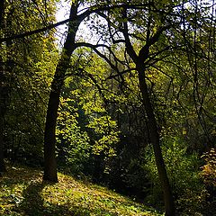 фото "Полдень в Нескучном"