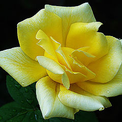 photo "Rose 8"