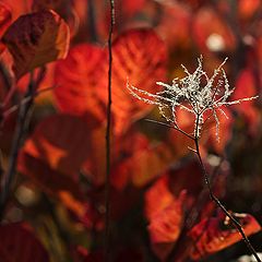 фото "Broken heart"