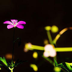 photo "Flower of the Lake"