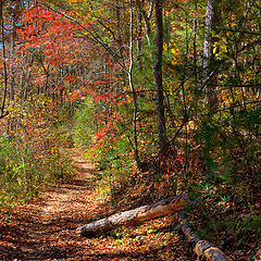 photo "Woodland Path"