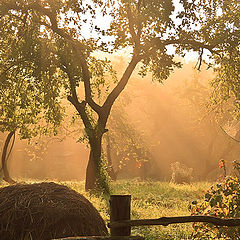 photo "Morning in the Garden"