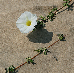 фото "Цветы на песке.(3)"