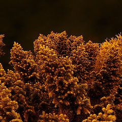 photo "night sight on conifers"