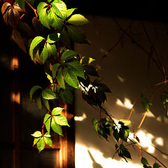 photo "Windows and leaves..."