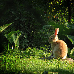 фото "ginger rabbit"