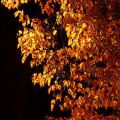 photo "autumn by night"