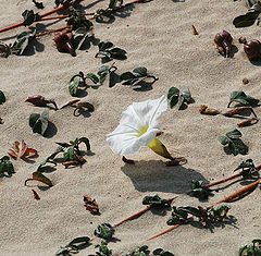 фото "Цветы на песке.(4)"