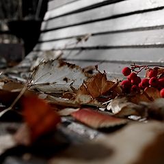 photo "***"