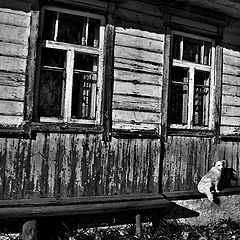 фото "Секунда славы маленькой Жучки"