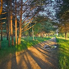 фото "В косых лучах заката."