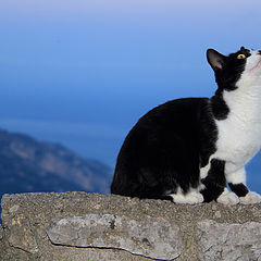 photo "Cat near C&#244;te d'Azur"