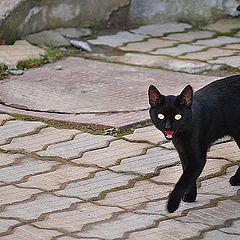 фото "Black Cat"