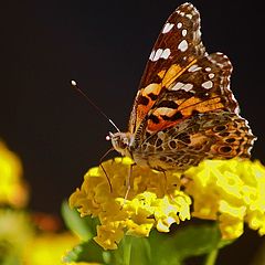 фото "Feeding On Lantana"