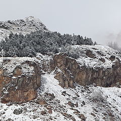 photo "Rock hugged forest"