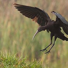 фото "landing"