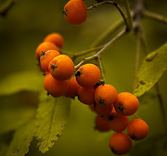 photo "Tangerine tree of a midland"