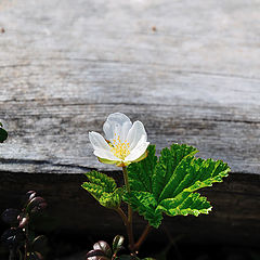 photo "Rubus chamaemorus 01"