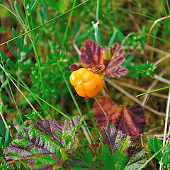 фото "Rubus chamaemorus 02"