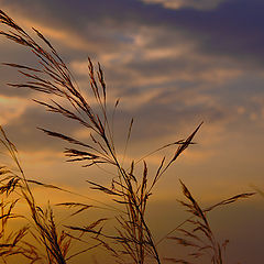 photo "Golden hour"