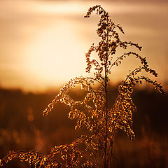 photo "In the Field"