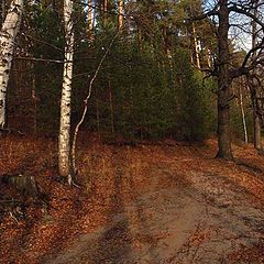 фото "Ноябрь в лесу."