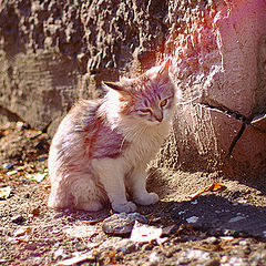 photo "rainbow got in the ear"