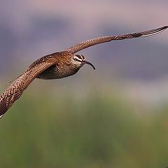 photo "numenius phaeopus"