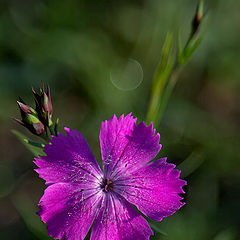 photo "Field stud"