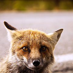 photo "Fox"