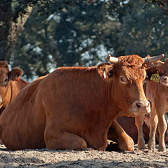 фото "FAMILY PORTRAIT"