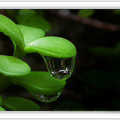 photo "jade plant after rain"