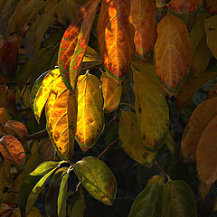 photo "***"