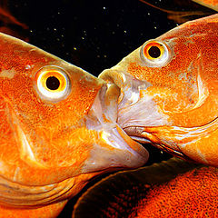 photo "рыбки аквариум юмор"