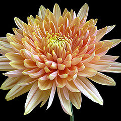 photo "chrysanthemum"