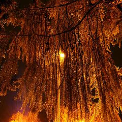 photo "Under Na'vi's Sacred Tree"