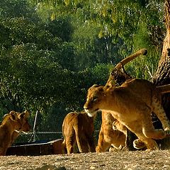 photo "Young  lions"