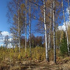 photo "on the edge of the forest"