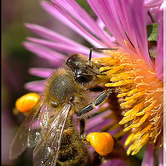 photo "макро пчела"