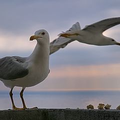 photo "Birds"