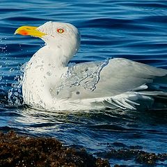 photo "Continuation of the swimming season"