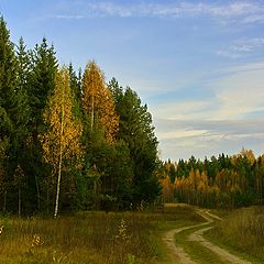 фото "по лесной дороге"